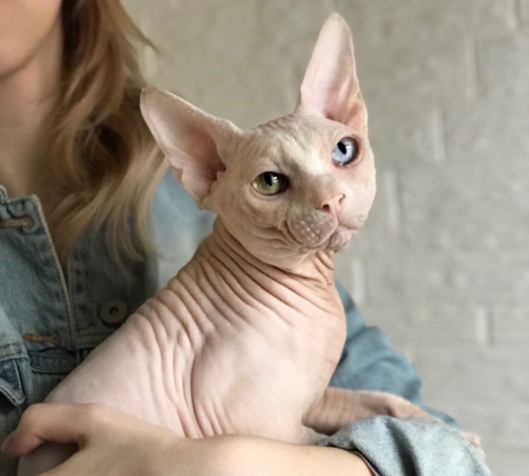 Кошачьи яйца