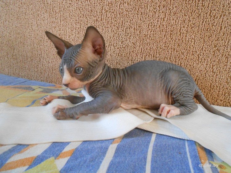 Канадский сфинкс купить в Воронеже