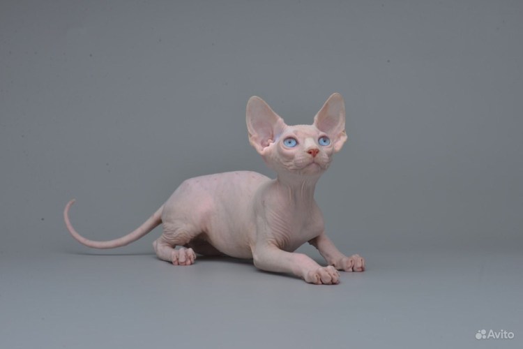 Купить сфинкса в Пскове