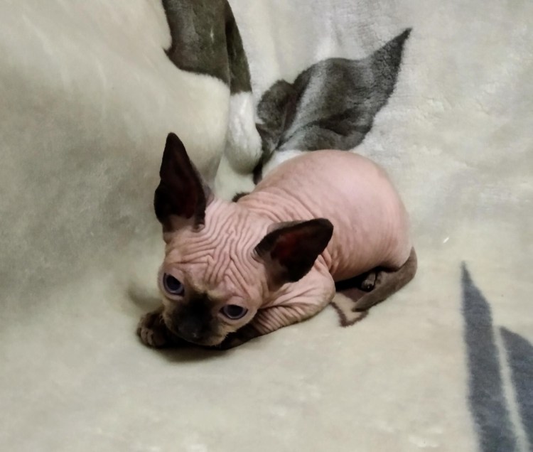 Канадский сфинкс