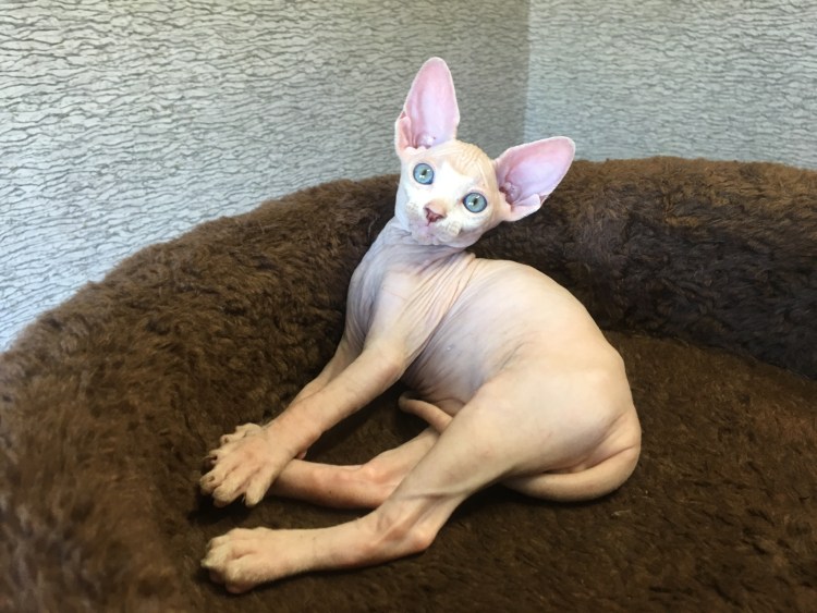 Шотландский сфинкс