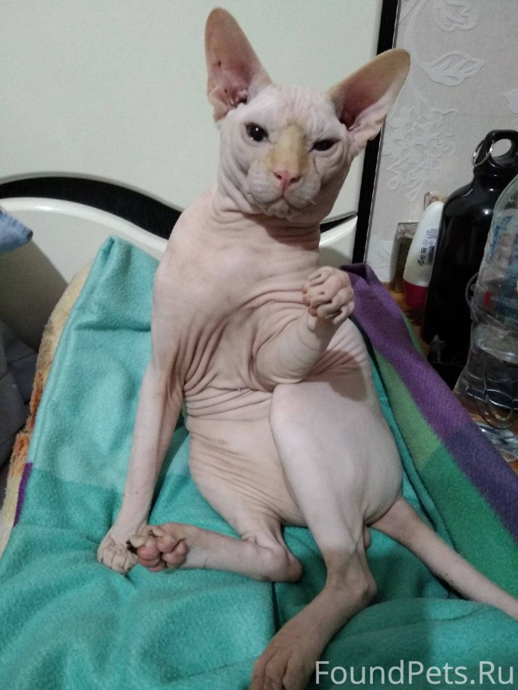 Сфинкс 4 месяца