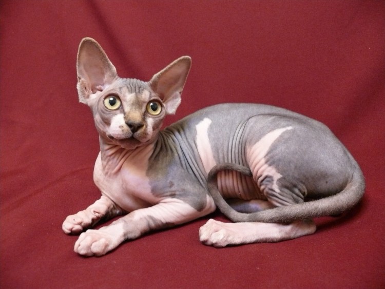 Сфинкс Блю минк