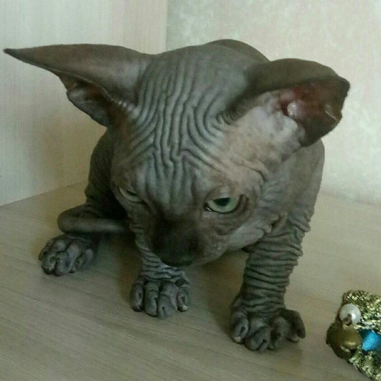 Канадский сфинкс самец