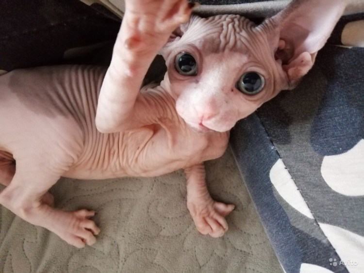 Канадский сфинкс черный кот взрослый