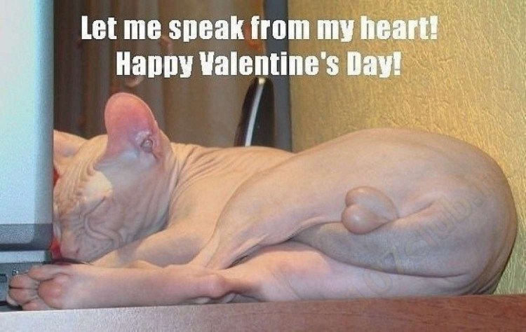 Клички для сфинксов мальчиков