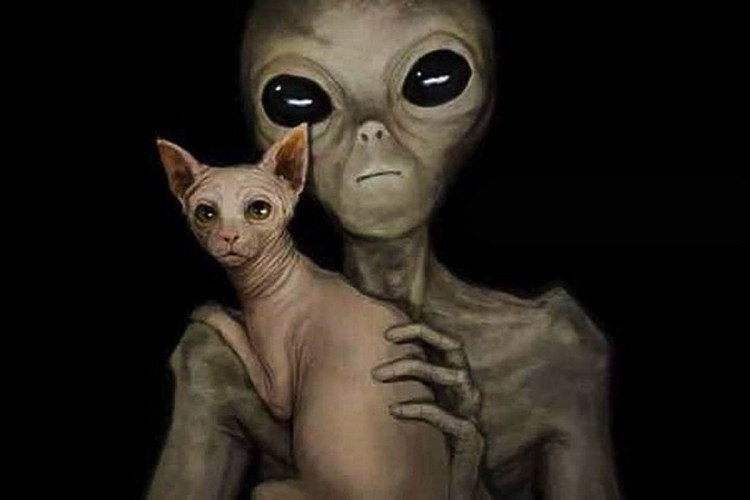 Канадский сфинкс взрослый