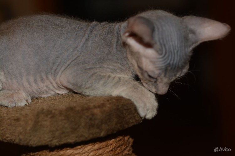 У сфинкса нет усов