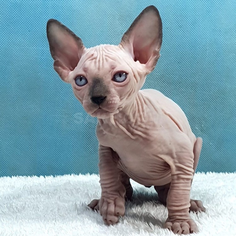 Полусфинкс полуманчкин