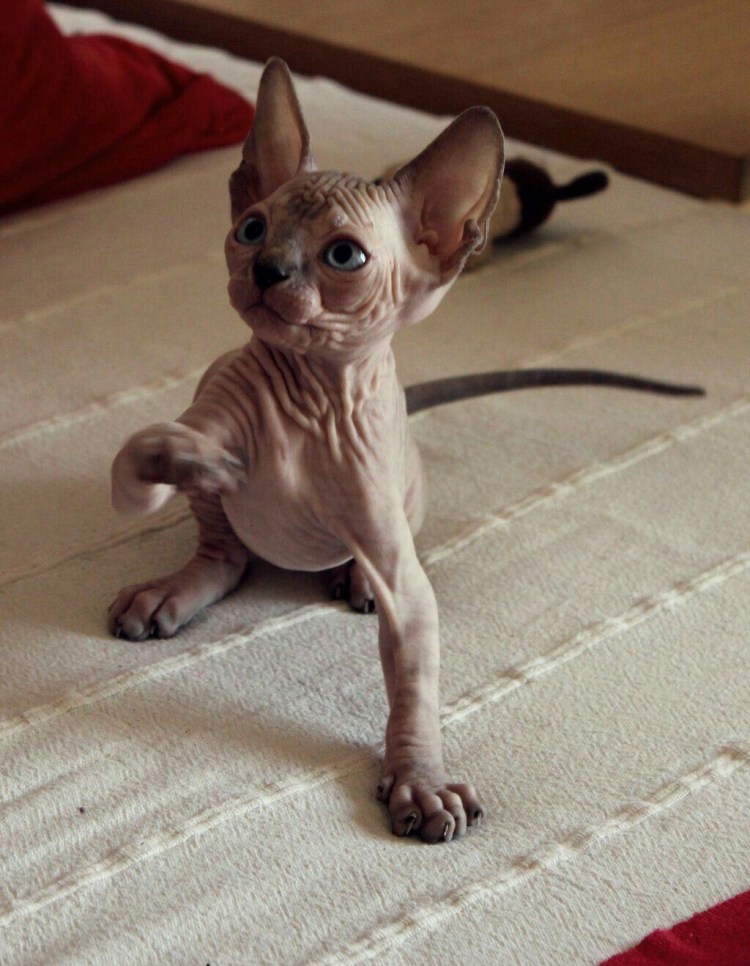 Маленькие очень котята канадского сфинкса
