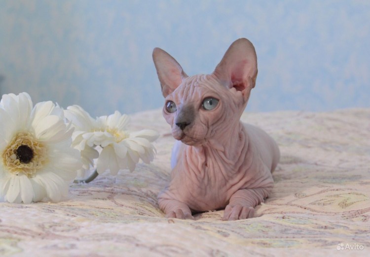 Донской сфинкс самец