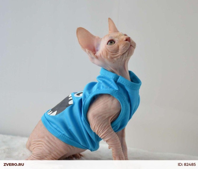 Канадский сфинкс велюр