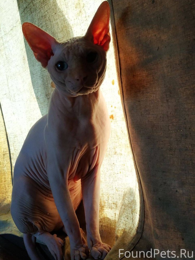 Сфинкс кошка Донской сфинкс