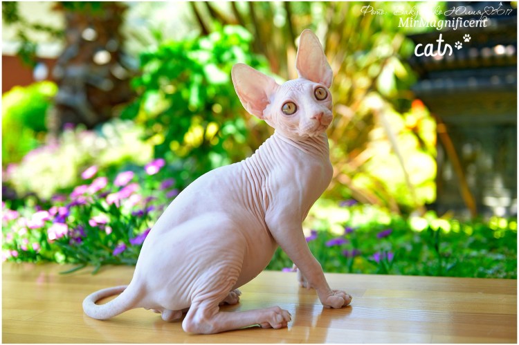 Имена для сфинксов мальчиков