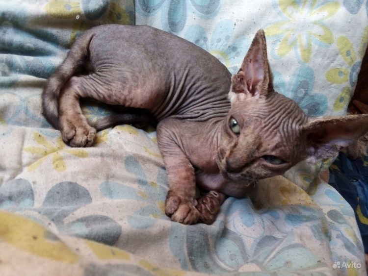 Канадский сфинкс Орион Виталия Селезнева