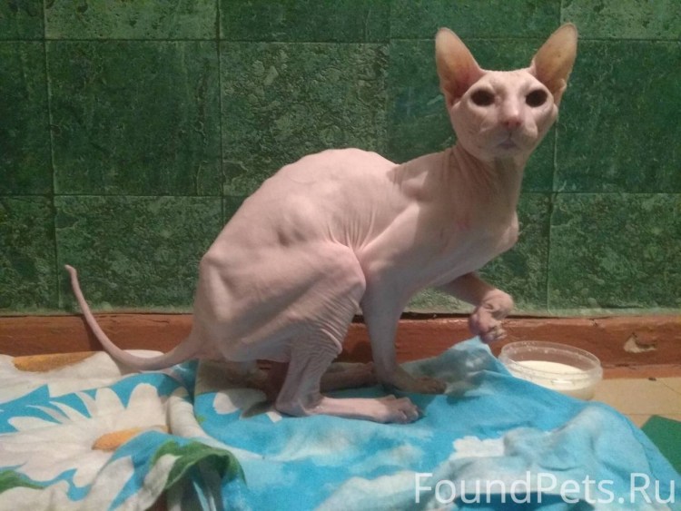 Донской сфинкс Эльф черный