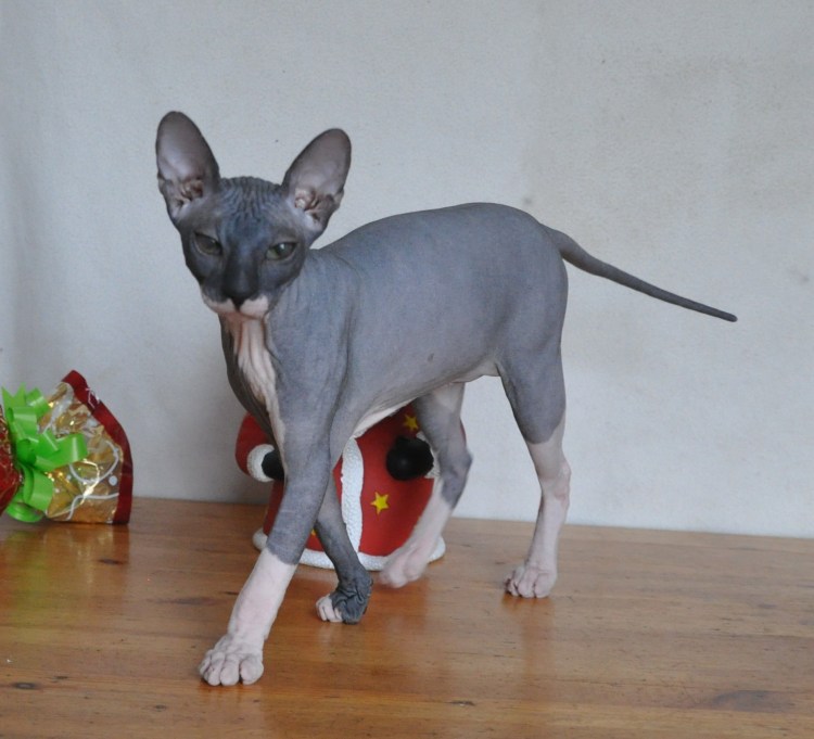 Абиссинская кошка и сфинкс