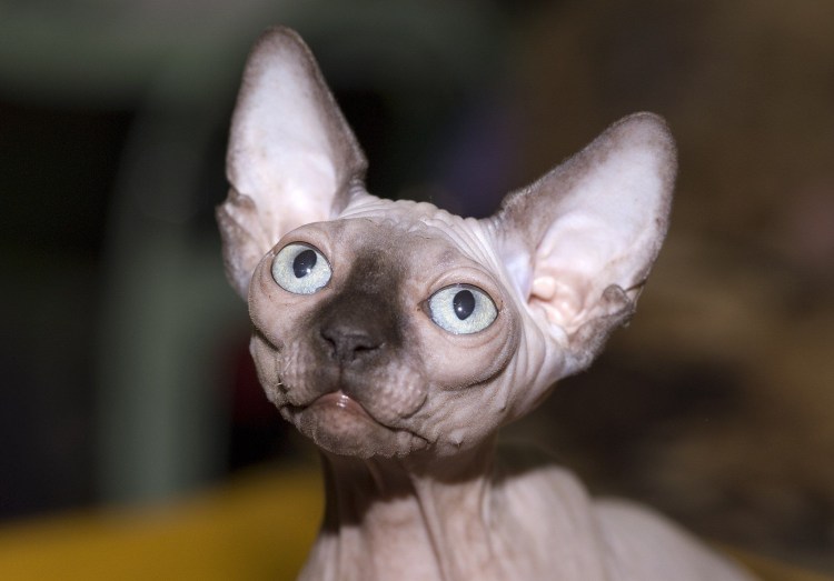 Лысые котики