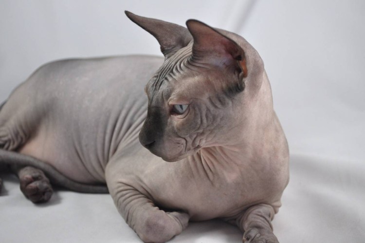 Sphynx Cat Yoda