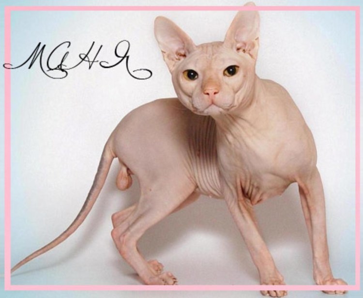 Сфинкс девочка и мальчик