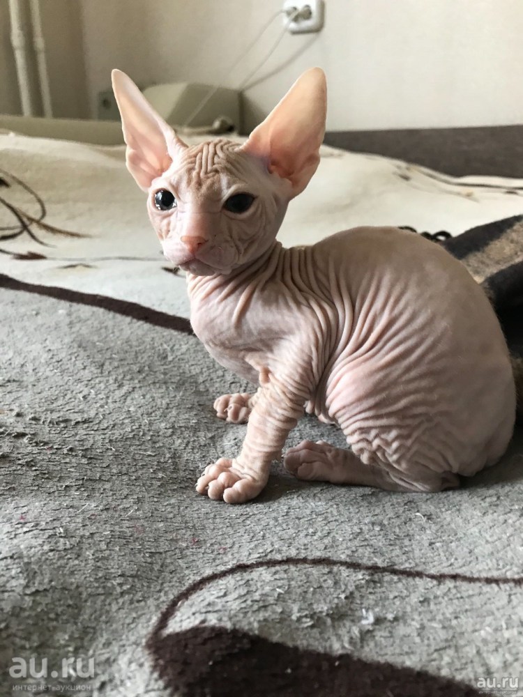 Характер сфинксов котов мальчиков