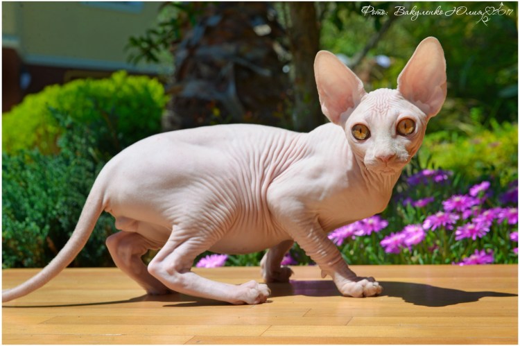 Канадский сфинкс самец