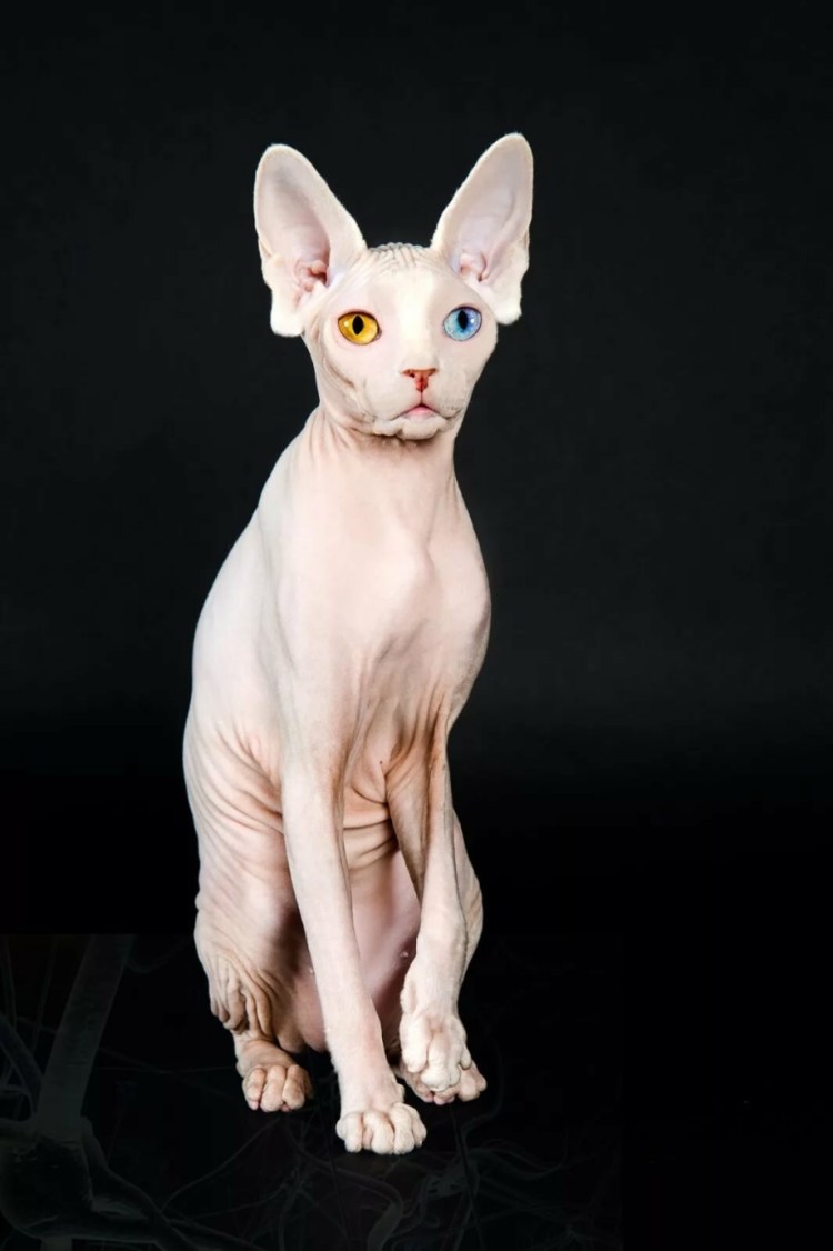 Канадский сфинкс мальчик