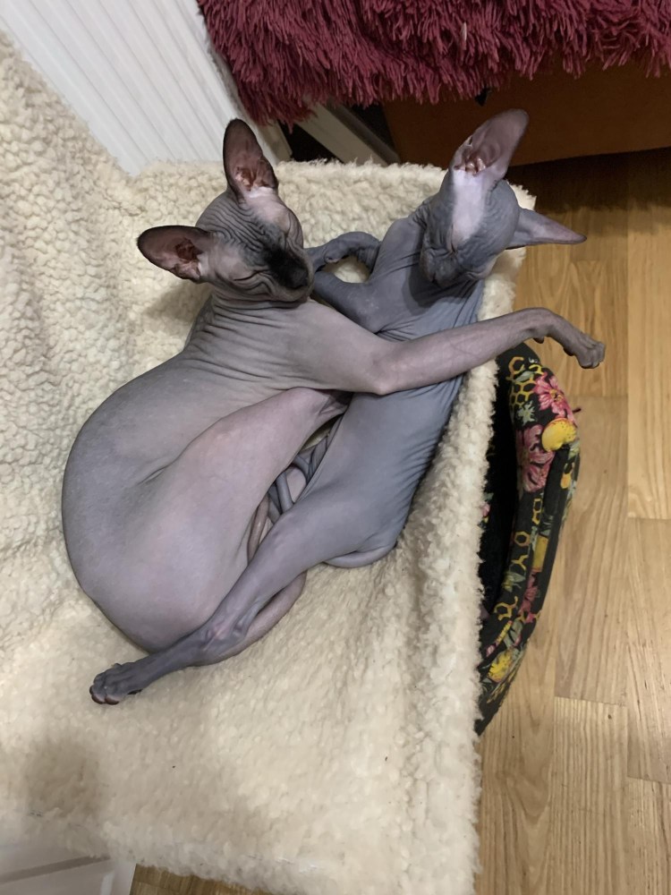 Yowu Sphynx купить