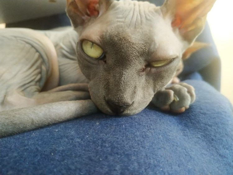 Сфинкс серый мальчик