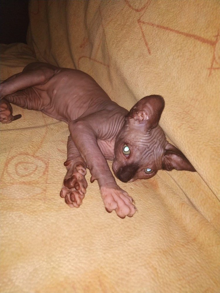 Кот Донской сфинкс котенок