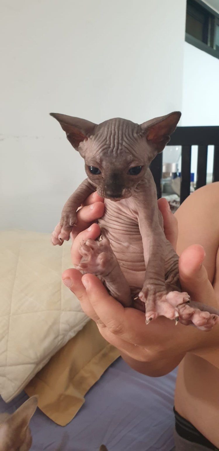 Кошки инопланетяне