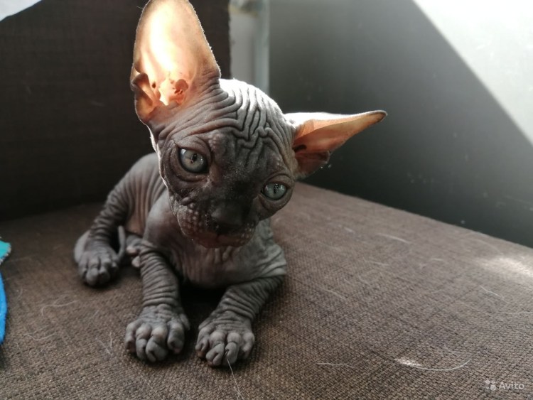 Канадский сфинкс котята 1 месяц
