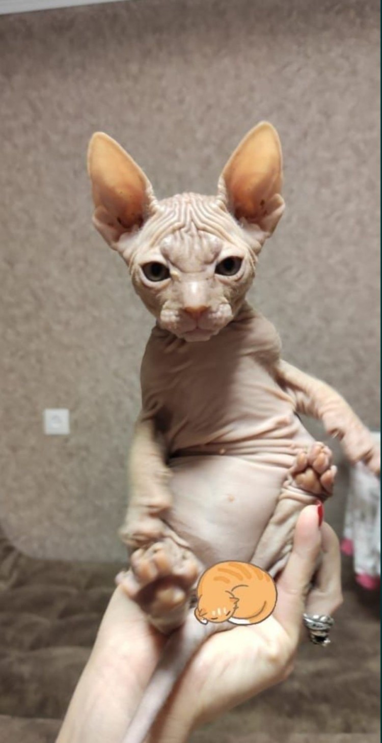 Милые котики сфинксы