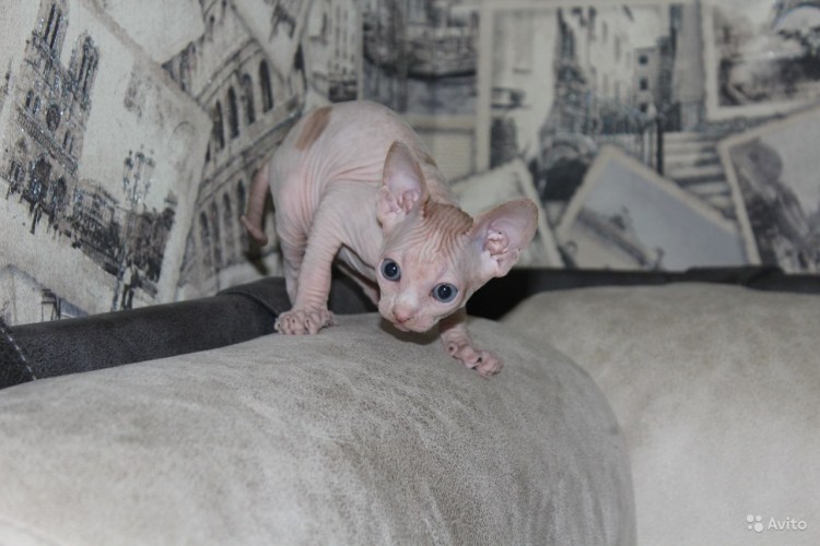 Сфинкс голубоглазый