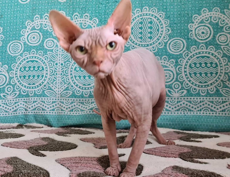 Болезни зубов у сфинксов