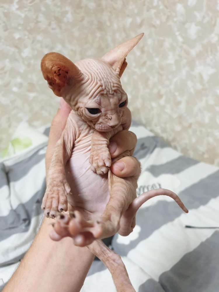 Котенок девочка сфинкс