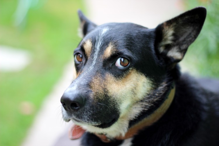 Собака подозревака хаски