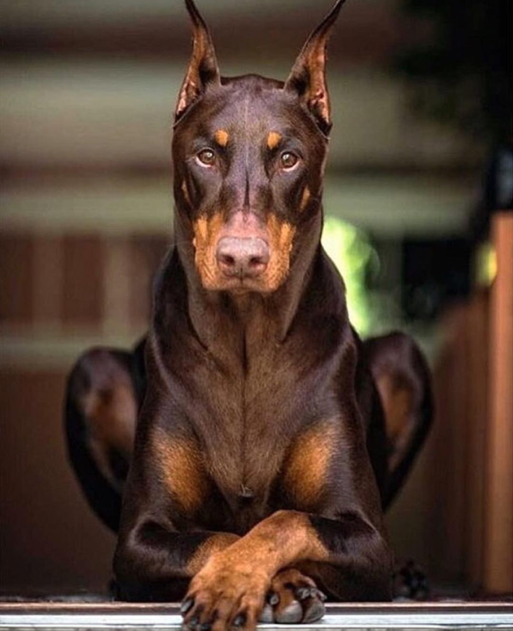 Собака в очках