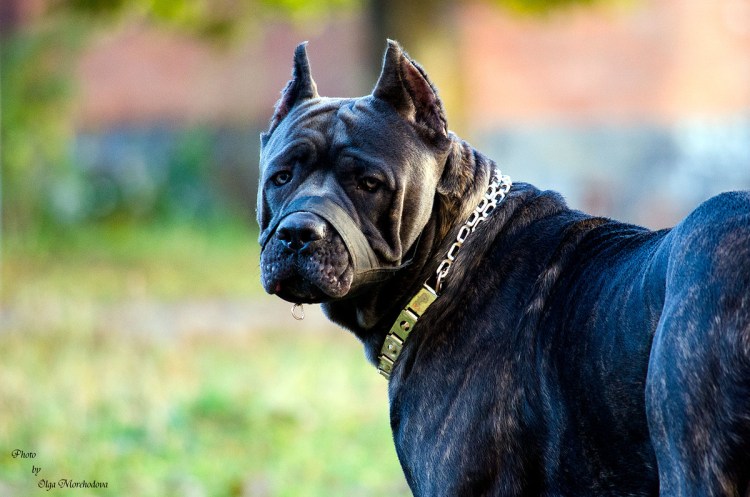 Санмигельская овчарка