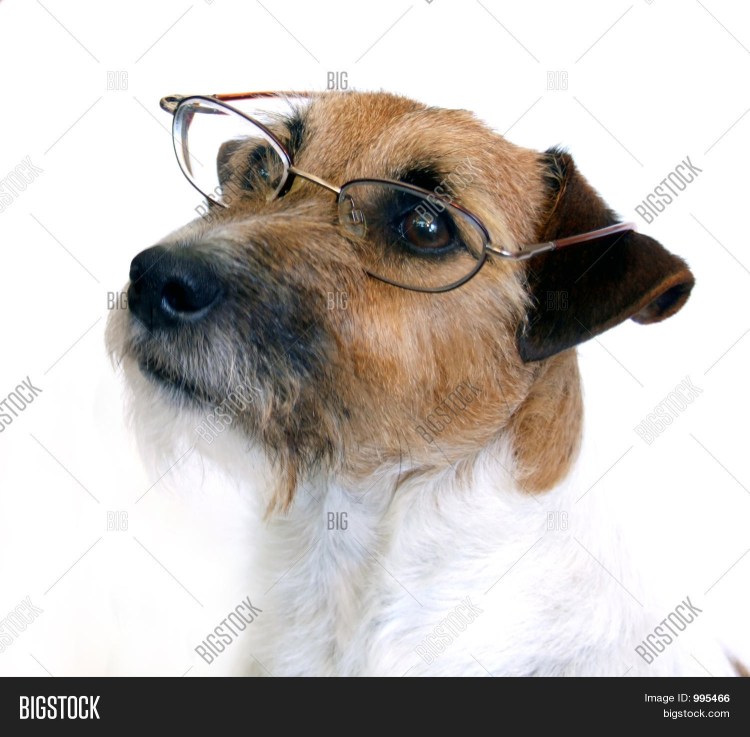 Породы собак чау лабрадор