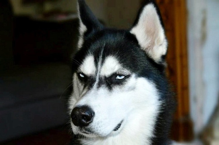 Некупированный ротвейлер