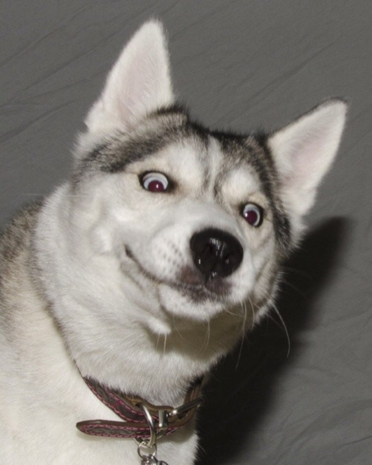 Лысый бордер колли