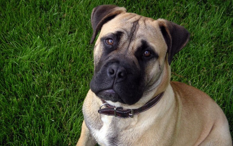 Немецкая овчарка грей