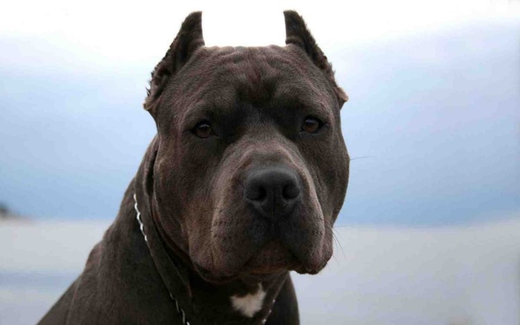 Маламут Аляскинский голубоглазый