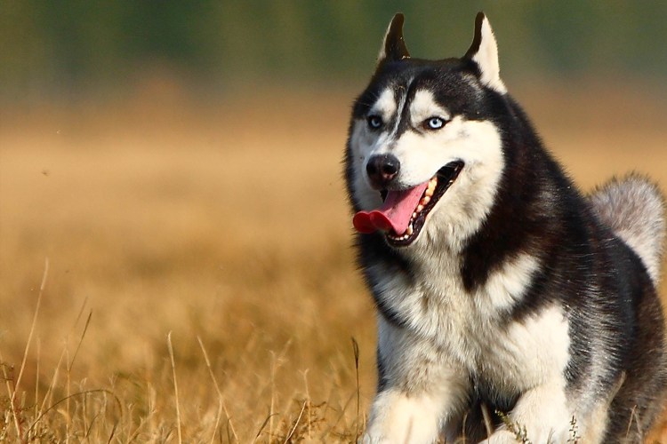 Мопс с очками