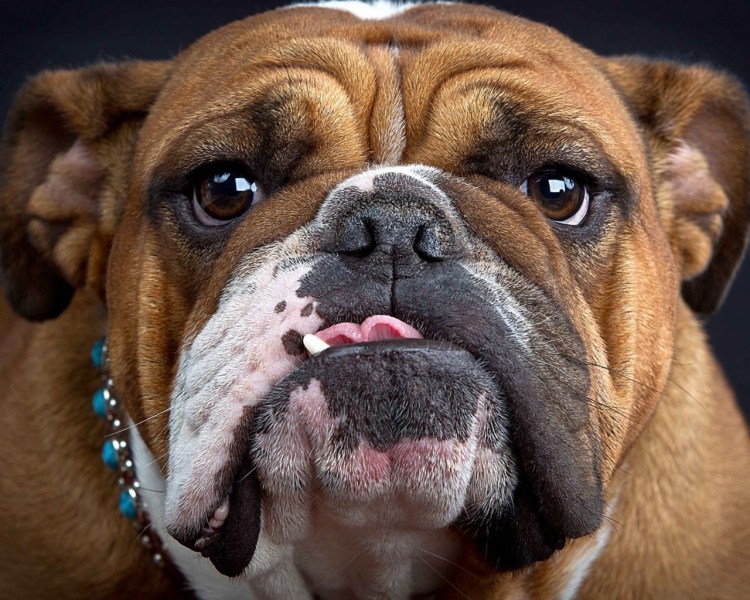 Бульмастиф из Олимпик Сити