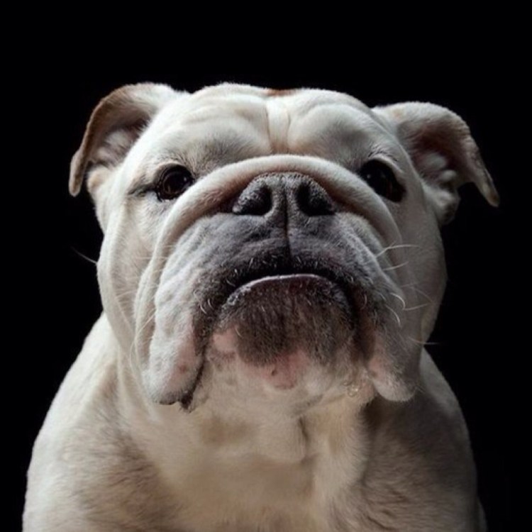 Лабрадор в офисе