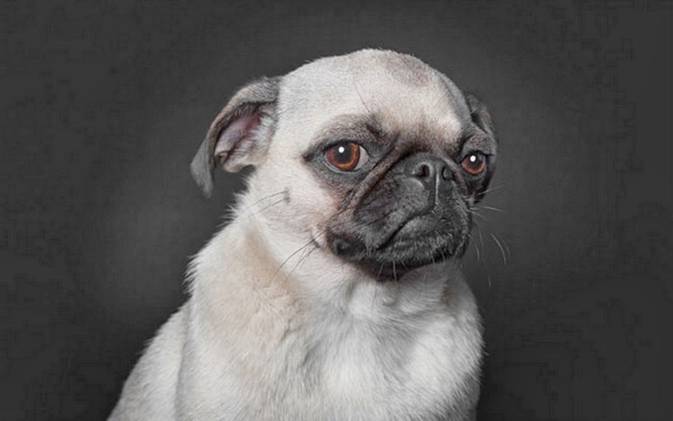 Хаски Ануко