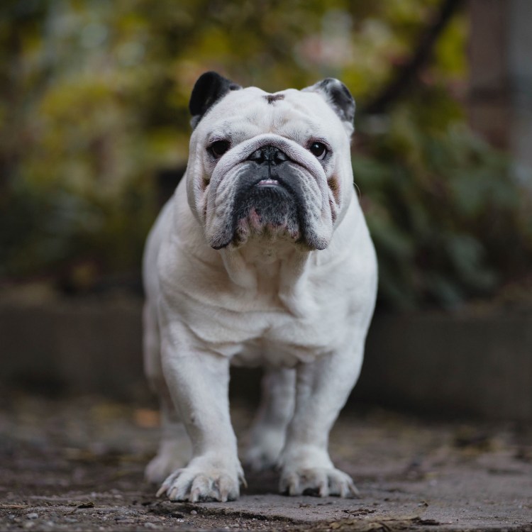 Смешные эмоции животных