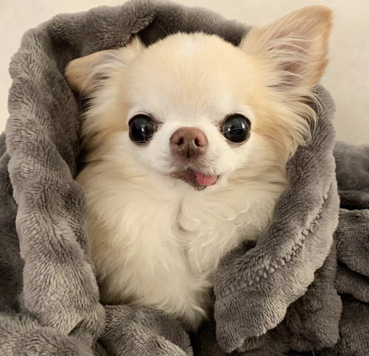 Порода Чивава